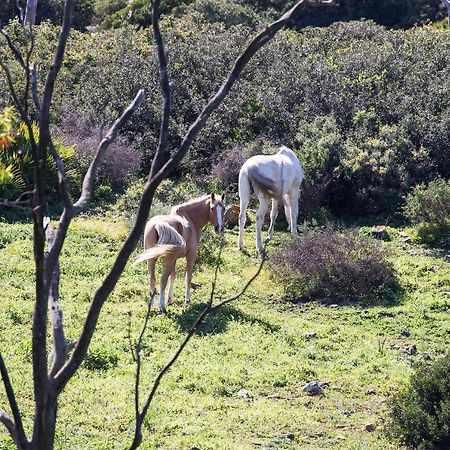Casita Rural En Centro De Hipica Appartement Tarifa Buitenkant foto